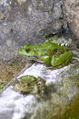 Grenouille verte