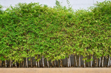 Green leaves of bamboo plants.