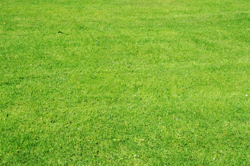 Green grass