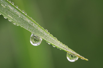 Gras mit Regentropfen