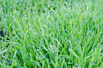 Fototapeta na wymiar Fresh grass and drops of dew