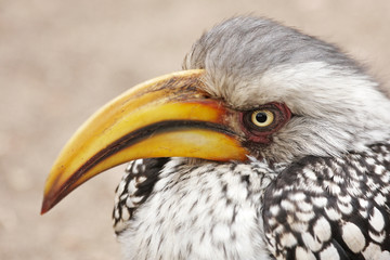 Grumpy Hornbill