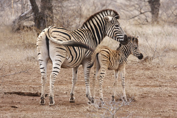 Fototapeta na wymiar Zebra mother and foal