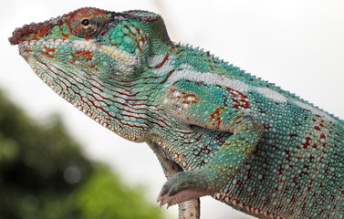 caméléon chamaeleo pardalis, 