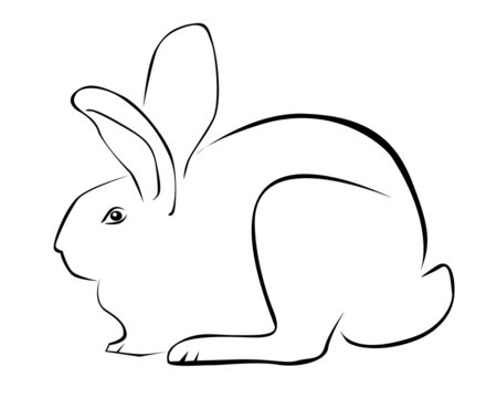 Tracing of rabbit