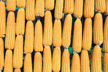 The sun shine upon raw of corn.