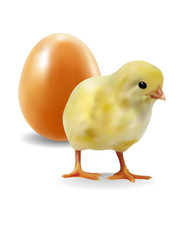 Yellow chicken with egg