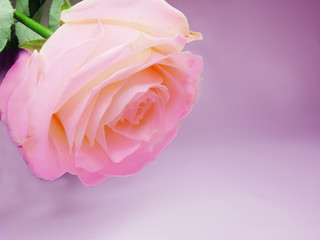 pink rose flower on violet background