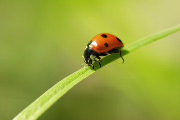 Obraz premium ladybug