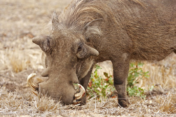 Rooting Warthog