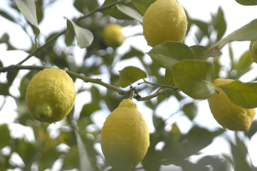 Limones en el limonero 06