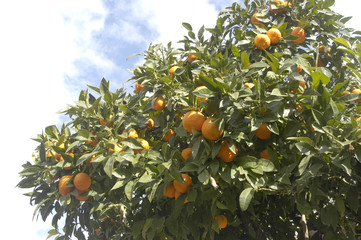 Naranjas en el naranjo 93