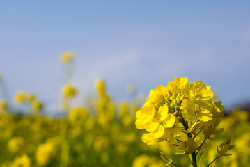 菜の花と青空