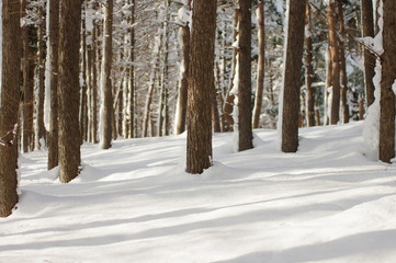 Naklejka premium 冬の落葉松林