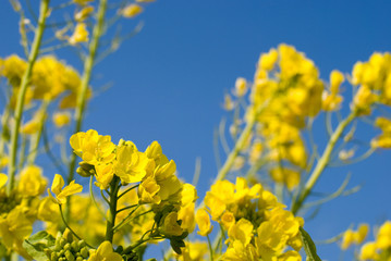 Fototapeta premium 菜の花と青空