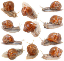 set of the garden snail in front of white background