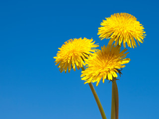 three yellow dandelions on blue sky