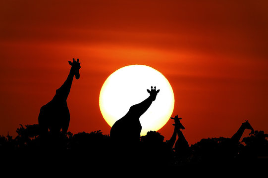 African sunset in Masai Mara, Kenya