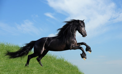 black horse playing on the field