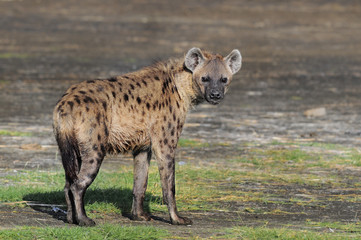 The Spotted Hyena (crocuta crocuta), lake Nakuru, Kenya