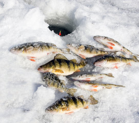 ice fishing perch
