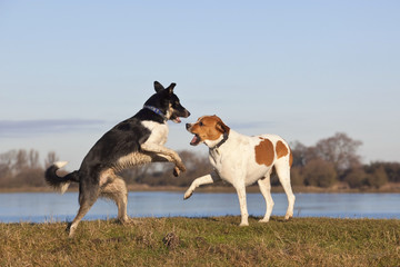 two dogs playing