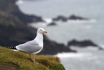 Seagull on the irish coast - Co. Kerry