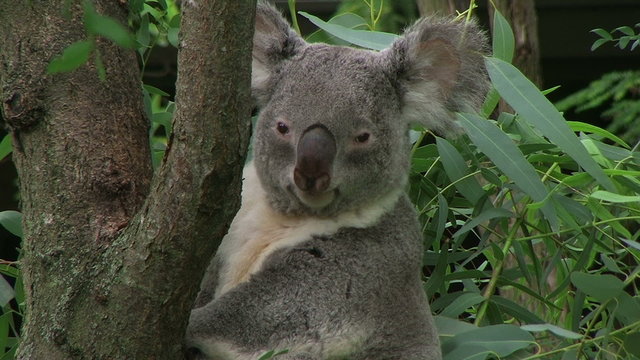 Koala Bear Looking Around