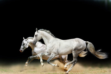 white stallions isolated