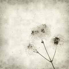textured old paper background with wild clematis seedheads