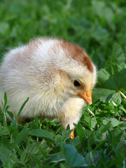 Chicken Little is in the green grass