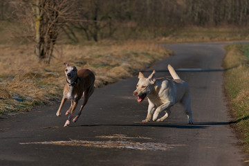 Zwei Hunde beim Spaziergang