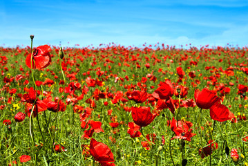 summer poppy flowers