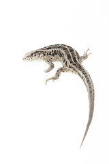 Brown lizard isolated on white background