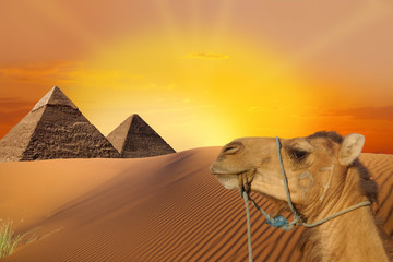 Travel with camel