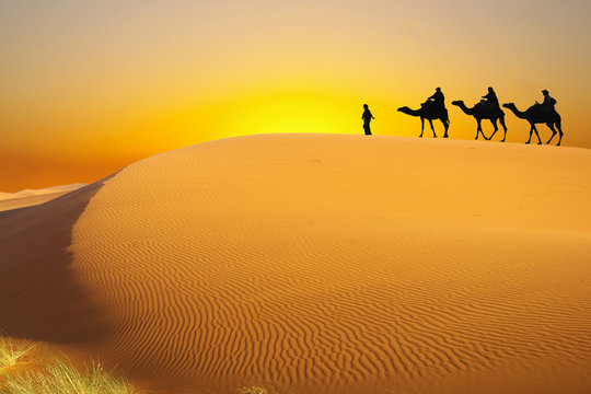 Fototapeta Travel with camel