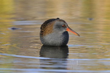 Water Rail, Rallus aquaticus
