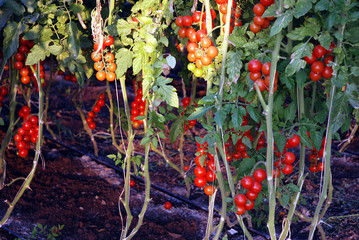 Pomodori di Pachino (Sicilia)
