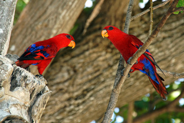 Красный попугай