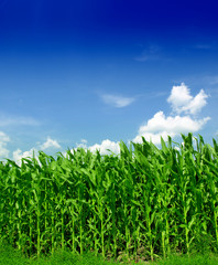 Fototapeta premium Corn field