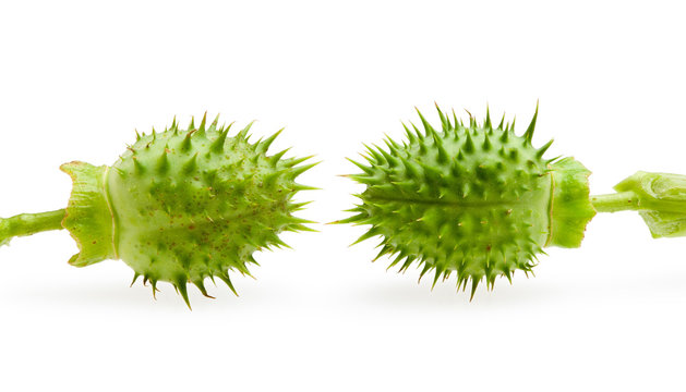 Two jimson weed thorny seedpod