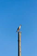 White stork on electric pole