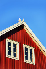 Red house white seagull