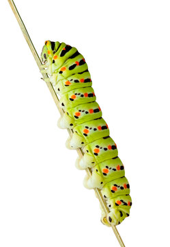 Side view of caterpillar climb on stem