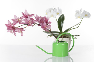Beautiful orchids  over white background