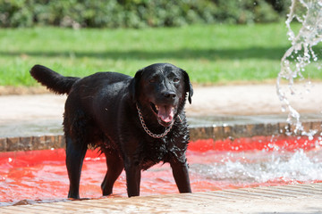 Perro