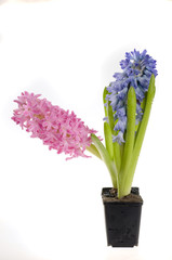 Beautiful spring flower of colour hyacinth