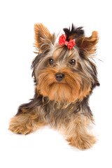 Yorkshire Terrier - Dog