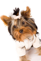 Yorkshire Terrier with white jacket - Dog