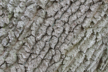 Baumborke rissig diagonal